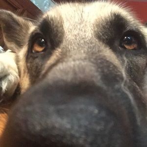 Meet your Posher, Jake